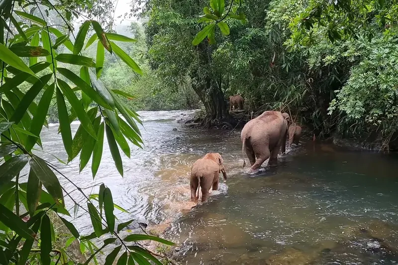 Азиатский слон идет по зеленой территории заповедника Phuket Elephant Sanctuary