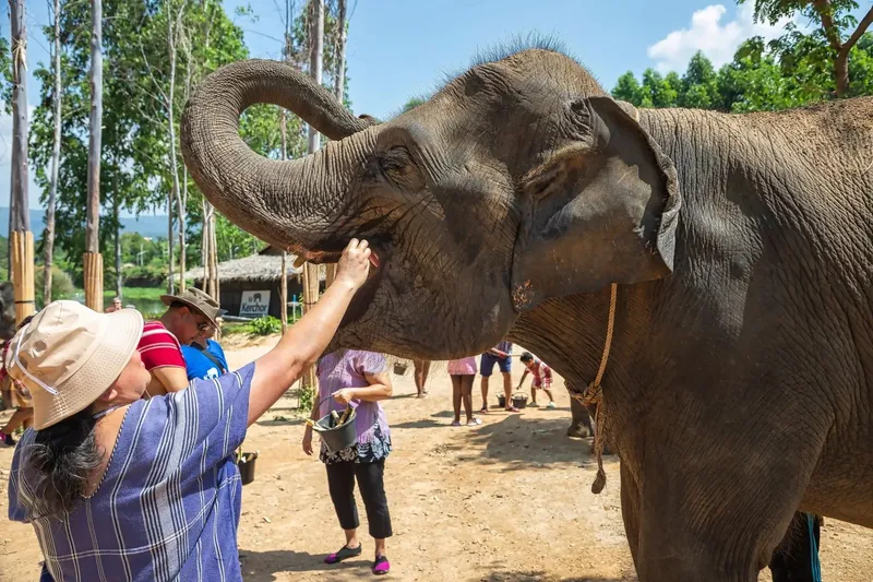 Азиатский слон среди тропической зелени в Phuket Elephant Sanctuary